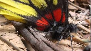 Beautiful butterfly video (resting mode)