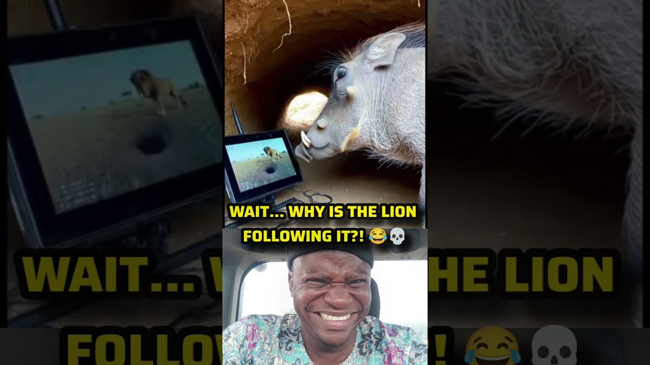 Kasongo Sent a Drone to Spy on a Lion…😂🦁 #kasongo #shorts #funny #wildlife #animal #comedy #foryou