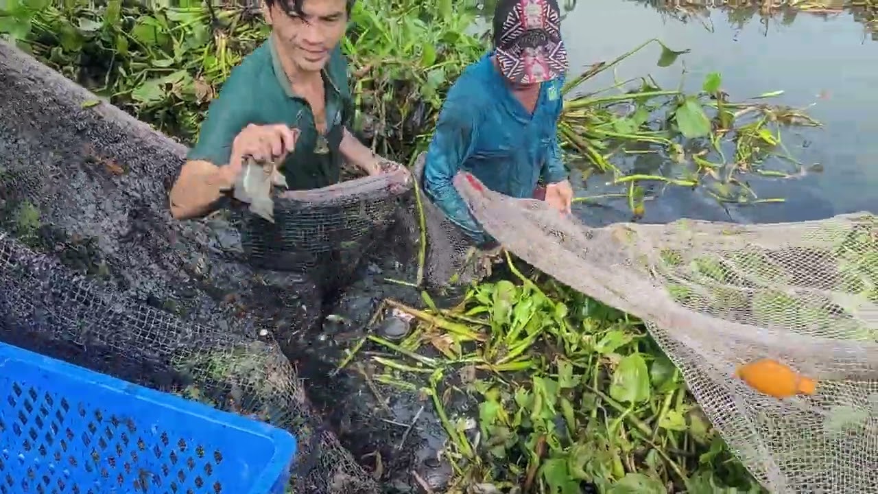 Anh em kéo lưới bao ao lục bình dính cá lóc khủng và ổ cá rô phi