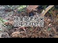 桃金娘老桩采挖中怎样修剪How To Trim The Peach Blossom Old Pile During Excavation 桃金娘老桩采挖中怎样修剪How To Trim The Peach Blossom Old Pile During Excavation