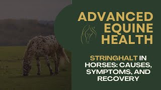 Stringhalt in Horses: Causes, Symptoms, and Recovery