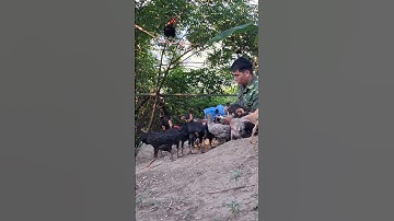 cho gà rừng gà ta ăn uống.qaib qus qaib hmoob