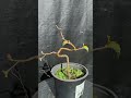 Silver birch- bonsai in development