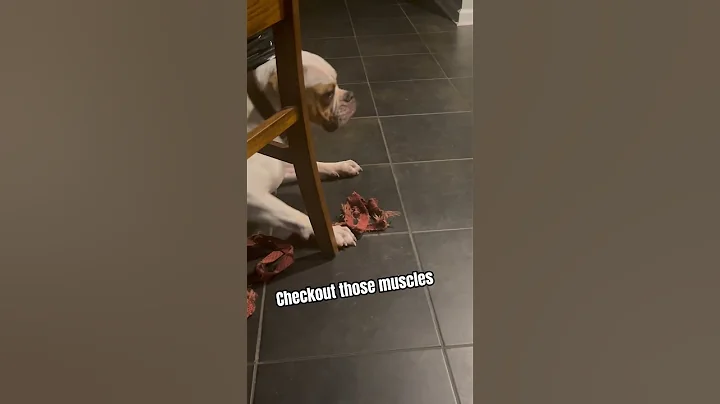 Muscular American Bulldog 💪🏼 #shorts