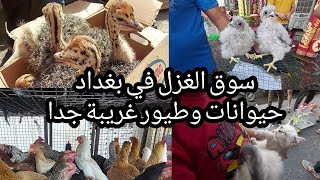 سوق الغزل في محافظة بغداد  ((Beautiful  animals ))  ٧ مايو ٢٠٢١