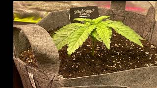 BUBA SLUSH INDOOR GROWING  #canabis #indoorplants #weed