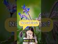 La borraja (Borago officinalis) es una planta medicinal y comestible