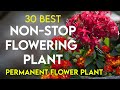 30 best permanent flowering plants in india  nonstop flowering plants  perennial flower plants