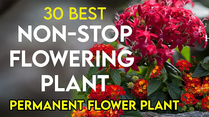 30 best permanent flowering plants in India | nonstop flowering plants | perennial flower plants - DayDayNews