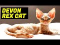 Devon rex cat breed  personality  planet of the cats