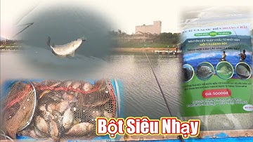 câu cá dìa bằng mồi bột trộn với cơm trắng siêu hiệu quả