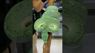 Shadow - High Blue Green Tree Python at Ari Elli Max Arboreals