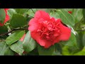 日立中央研究所　庭園開放　Hitachi Central Research Laboratory Garden open