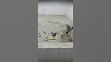 My Java sparrow are eating egg food.