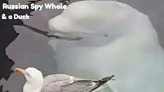 Famous Russian Spy Whale Hvaldimir Made A New Friend Duck In Norway