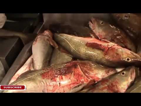 Vidéo: Comment Pêcher à Des Fins Industrielles