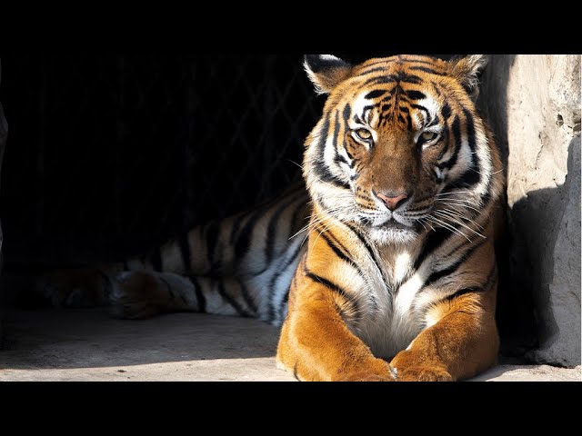 The Bengal Tiger: One of the biggest wild cats alive today - CGTN