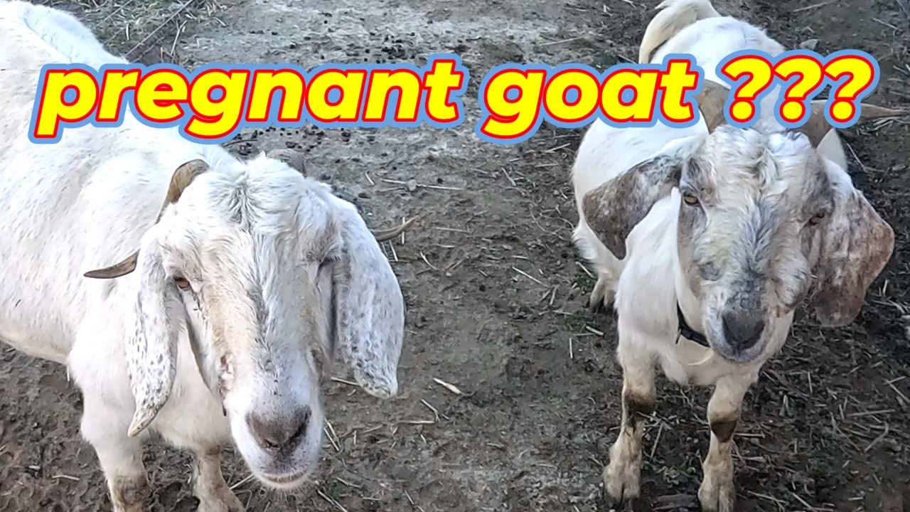 How to Tell If a Goat Is Pregnant (Easy Signs Beginners Miss)