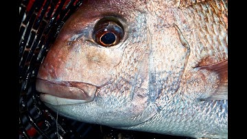 Shallow Water Snapper tips (Catching pannies made easy)