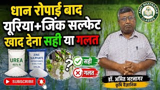 धान रोपाई बाद यूरिया+जिंक सल्फेट खाद देना सही या गलत