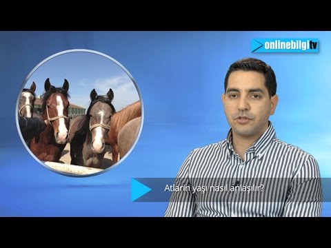 Video: Bir Atın Yaşı Nasıl Belirlenir