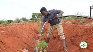 TRANSPLANTING DWARF PAPAYA SEEDLINGS.