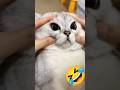 🐱 Funny cat videos _ cute cats _ Try not to laugh _ Cat videos Compilation #shorts 🐈