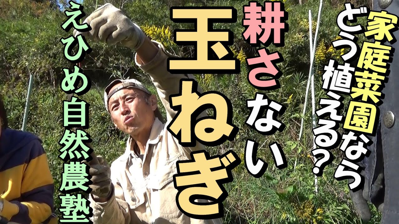 [自然農] 耕さない「玉ねぎ」家庭菜園ならどう植える？えひめ自然農塾2020年11月8日　[natural farming]