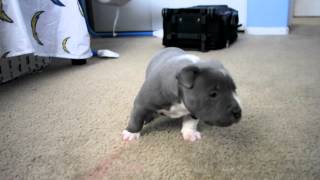 Empire Bully Nikita X Medinas Sancho First Pick Male