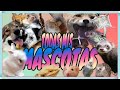 (PARTE 1) TODAS MIS "+40" MASCOTAS 2020   (Reptiles, Aves, Mamíferos e Insectos) - 1/2