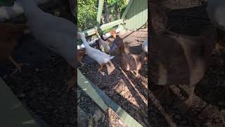 Here They Come Again