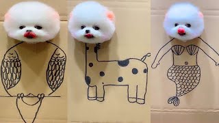 Tik Tok Chó Phốc Sóc Mini  Funny and Cute Pomeranian #270