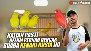 Mengenal 4 jenis suara KENARI SINGER paling keren | kalian pasti suka