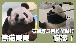 熊猫暖暖被饲养员用竹竿敲打引起关注曾是马来西亚的熊猫长公主。园方及时道歉纠错还暖暖幸福生活