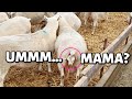 MAMA, WAIT!! (EWE've got something behind you😳) | that escalated quickly. | Vlog 452
