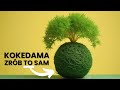 Kokedama – Unikalna i Oryginalna Dekoracja Twojego Wnętrza!