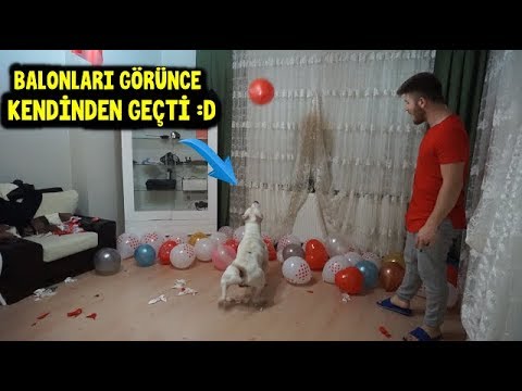 Amstaff Tyson Balon Dolu Odaya Girince Kafayı Yedi!! 😂😂