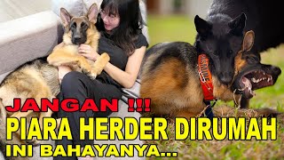 BAHAYA PIARA ANJING HERDER DIRUMAH !!!