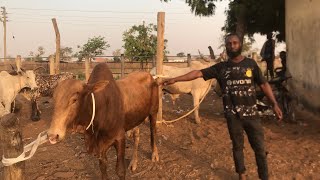 Cattle is the new gold,my 6 cattle at home worth 100,000.00 Gh