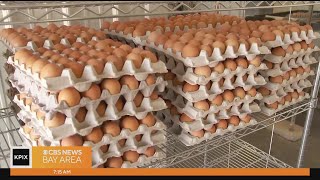An in-depth look at the rising egg prices and who families are coping