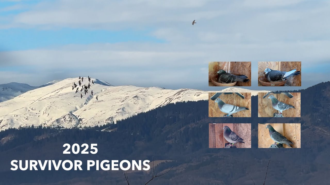 2025 Winter Survivors