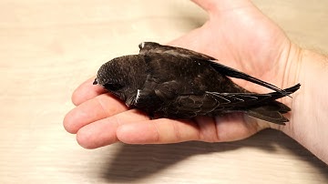 Feeding young Common Swift (Apus Apus)