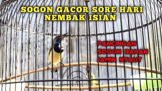 SUARA BURUNG SOGOK ONTONG GACOR NGLEPER SORE HARI || AMPUH PANCING SOGON LAIN IKUT BUNYI ❗❗