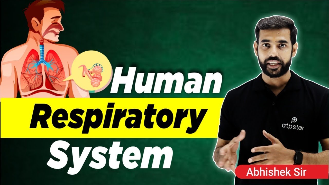 Respiratory System | Respiration in Human | Life Processes Class 10 ...