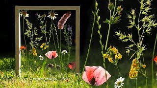 Blumenbild aus gepressten Blümchen