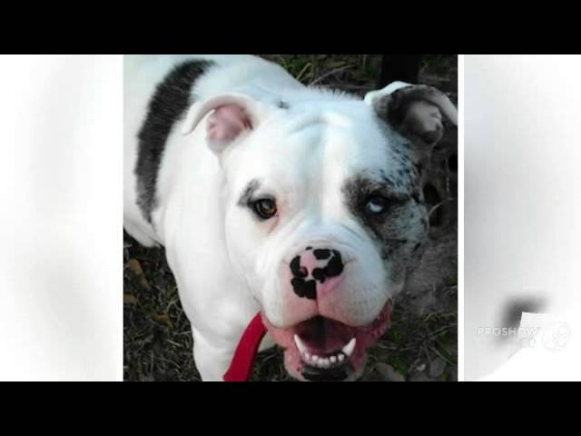 Catahoula Bulldog Dog breed