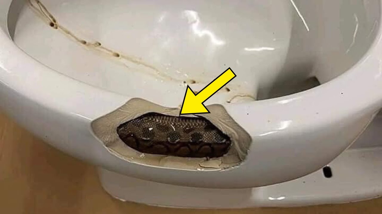 Man Finds Snake In His Toilet &ndash; When Expert Sees It, He ...