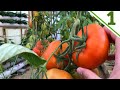 طريقة كيفية زراعة الطماطم بدون تربة في البيت وعلي اسطح المنازل زراعة مائية  جزء رقم 1