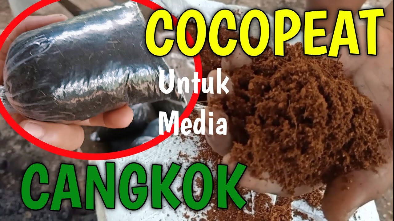 🔴 CARA CANGKOK DENGAN COCOPEAT🍁🍁🍁