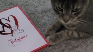 Happy Valentine's Day - Our Cats Are Obsessed with this Card!😹 by Frolicking Felines 238 views 3 months ago 1 minute, 12 seconds
